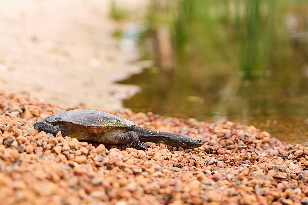 Turtle being released into the ornamental lakes