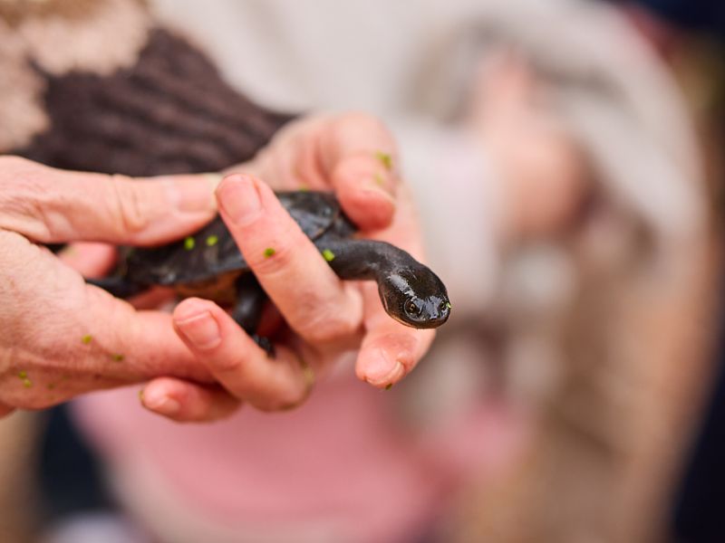 Turtle being released into the ornamental lakes