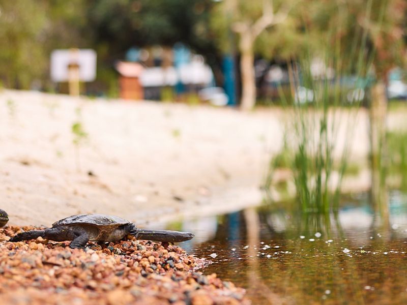 Turtle being released into the ornamental lakes